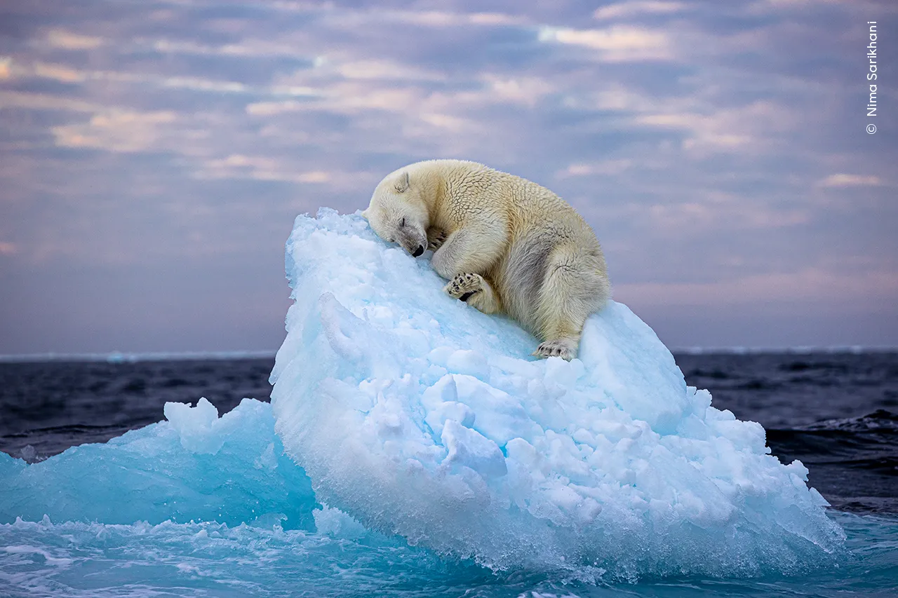 polar bear sleeping on Ice
